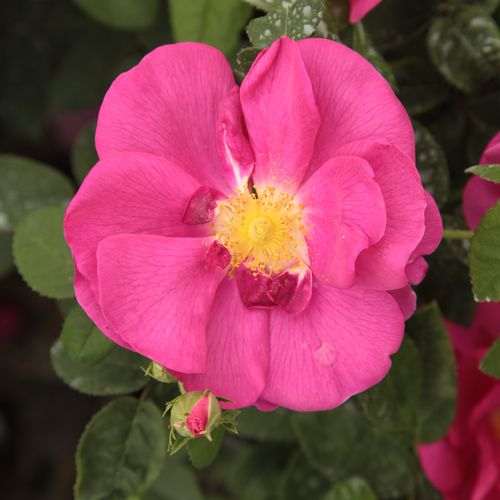 Rosen Online Shop - gallica rosen - rosa - Rosa Gallica 'Officinalis' - stark duftend - - - Sie blüht nur einmal aber üppig. Diesen Busch mit niedriger Triebstruktur kannte man schon in der Antike etwa 1400 v. Ch.